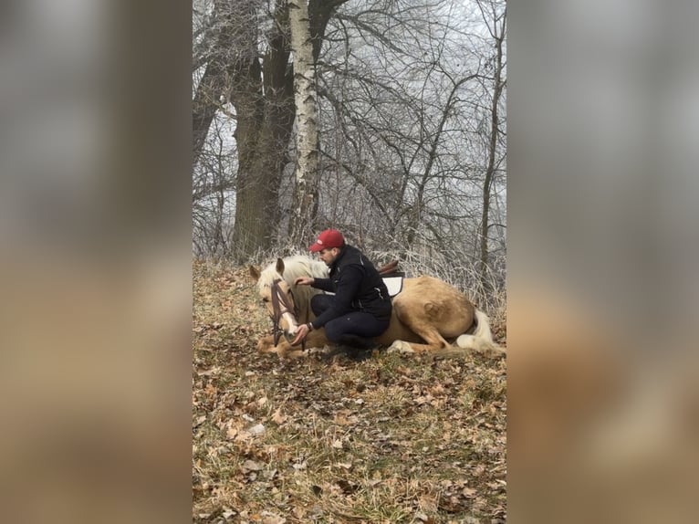 Cruzado Castrone 4 Anni 155 cm Palomino in Achstetten