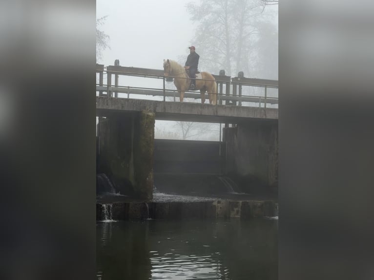 Cruzado Castrone 4 Anni 155 cm Palomino in Achstetten