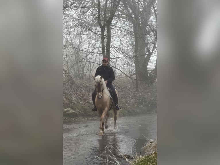 Cruzado Castrone 4 Anni 155 cm Palomino in Achstetten
