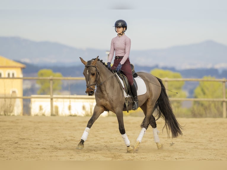 Cruzado Castrone 4 Anni 160 cm Baio in Subirats