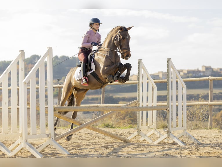 Cruzado Castrone 4 Anni 160 cm Baio in Subirats