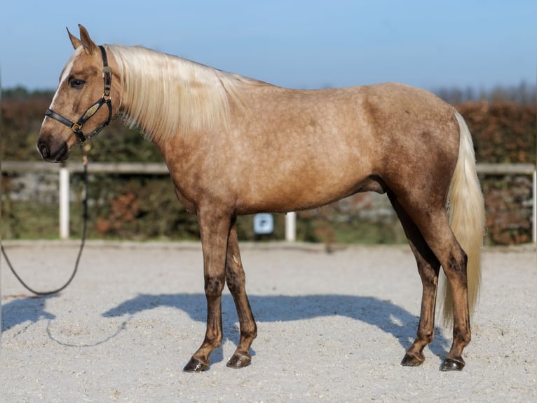 Cruzado Castrone 4 Anni 160 cm Palomino in Neustadt (Wied)