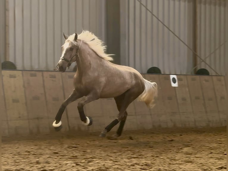 Cruzado Castrone 4 Anni 160 cm Palomino in Neustadt (Wied)