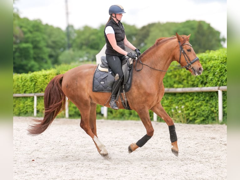 Cruzado Castrone 4 Anni 163 cm Sauro scuro in Neustadt (Wied)