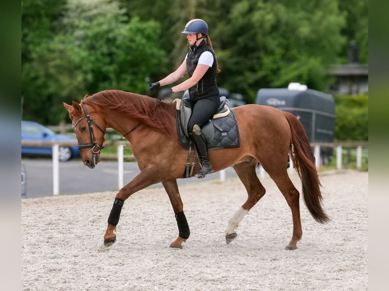 Cruzado Castrone 4 Anni 163 cm Sauro scuro in Neustadt (Wied)