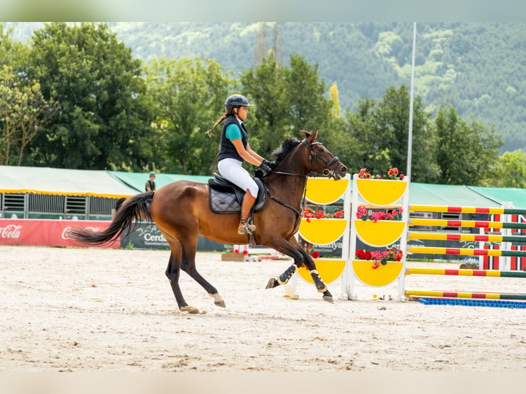 Cruzado Castrone 4 Anni 163 cm  in SitgesSitges