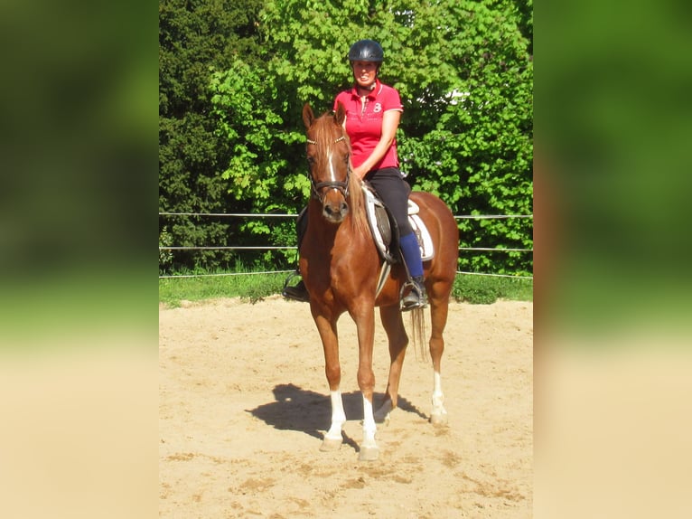 Cruzado Castrone 5 Anni 146 cm Sauro in Velpke
