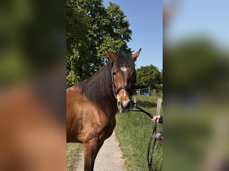 Cruzado Castrone 5 Anni 148 cm Baio in Wachtendonk