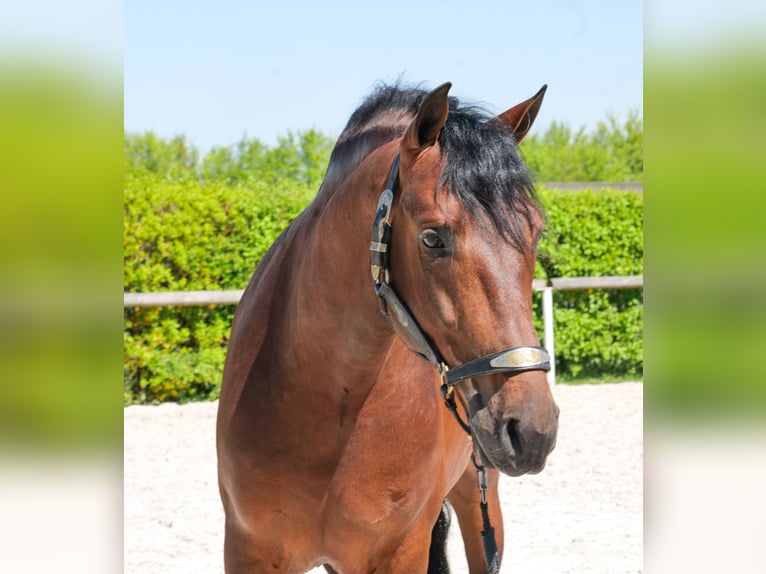 Cruzado Castrone 5 Anni 150 cm Baio in Neustadt (Wied)