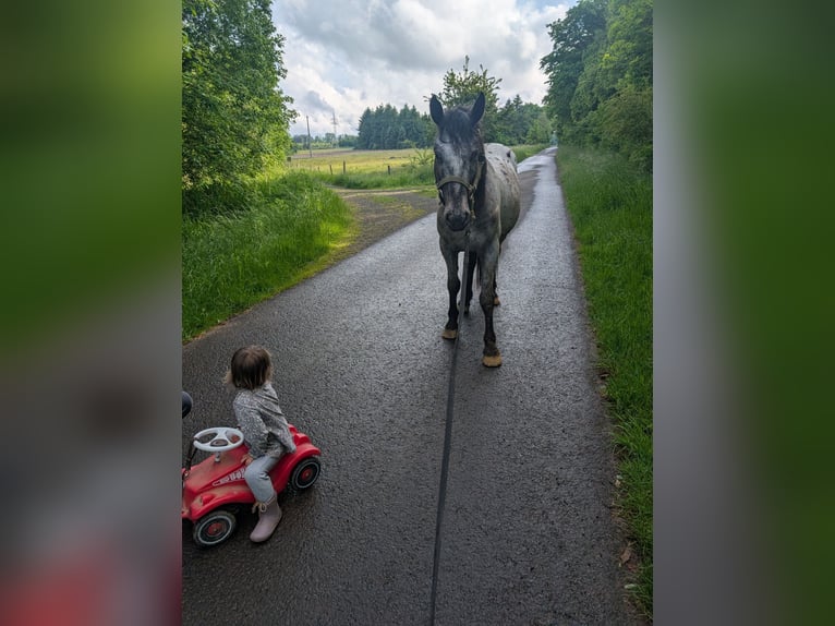 Cruzado Castrone 5 Anni 150 cm in Ulrichstein
