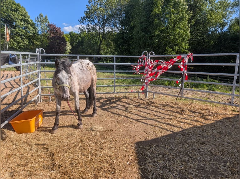 Cruzado Castrone 5 Anni 150 cm in Ulrichstein