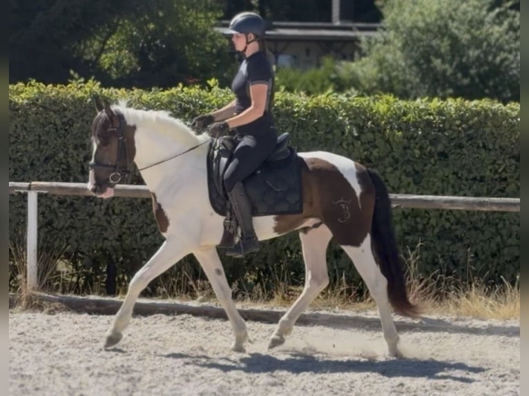 Cruzado Castrone 5 Anni 150 cm Pezzato in Neustadt (Wied)