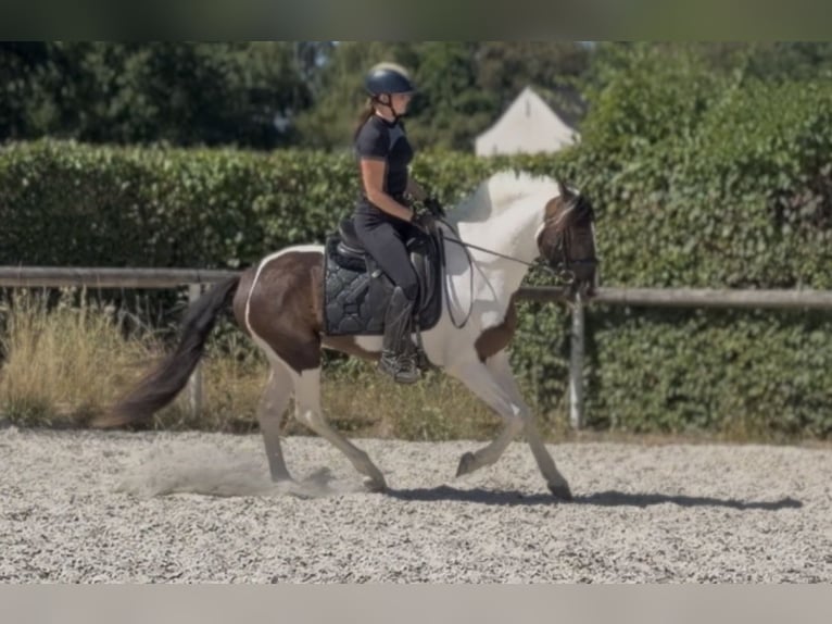 Cruzado Castrone 5 Anni 150 cm Pezzato in Neustadt (Wied)