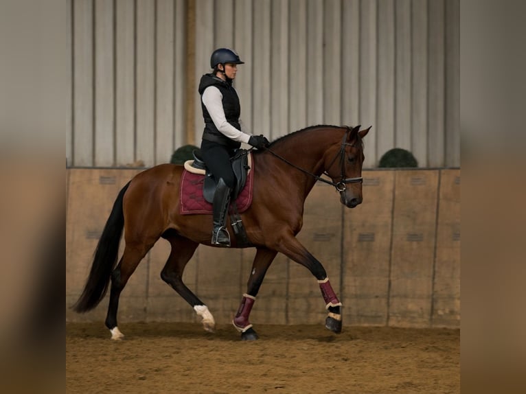 Cruzado Castrone 5 Anni 158 cm Baio in Neustadt (Wied)