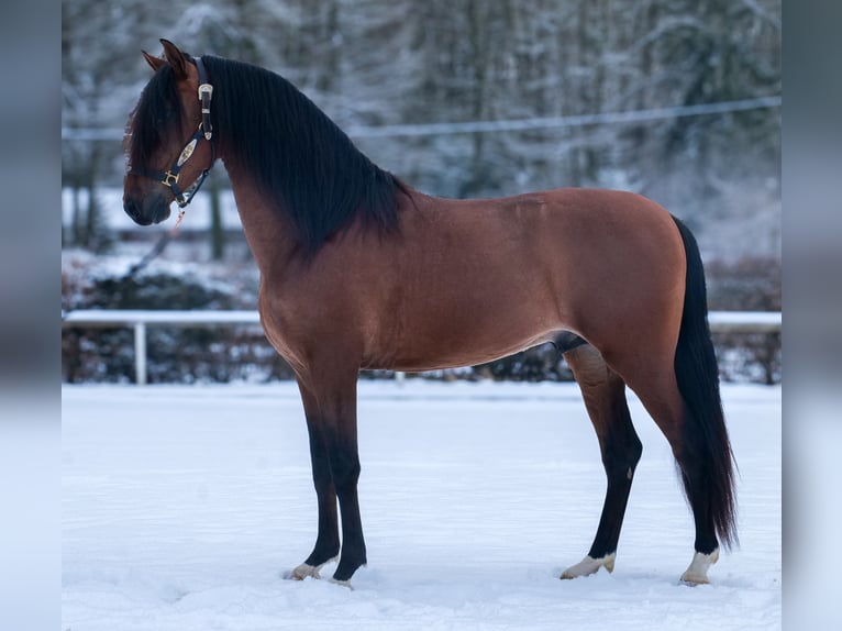 Cruzado Castrone 5 Anni 158 cm Baio in Neustadt (Wied)