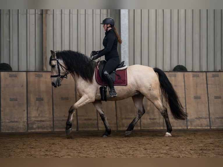 Cruzado Castrone 5 Anni 162 cm Falbo in Neustadt (Wied)