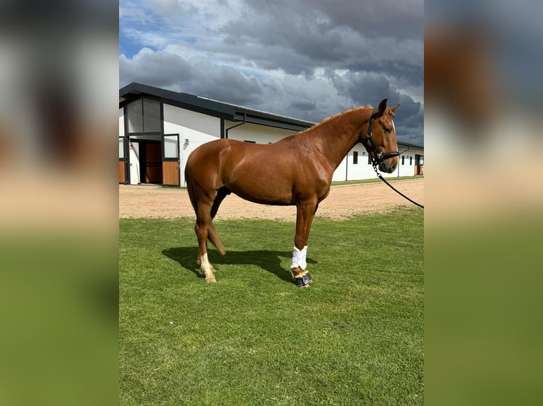 Cruzado Castrone 5 Anni 162 cm Sauro in Galaroza (Huelva)