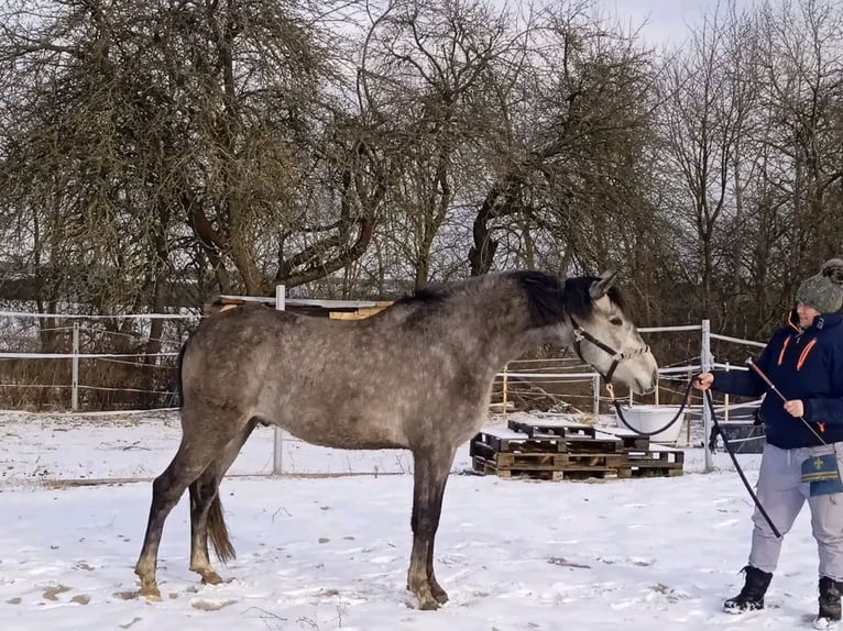 Cruzado Castrone 5 Anni 165 cm  in Bělá nad Radbuzou