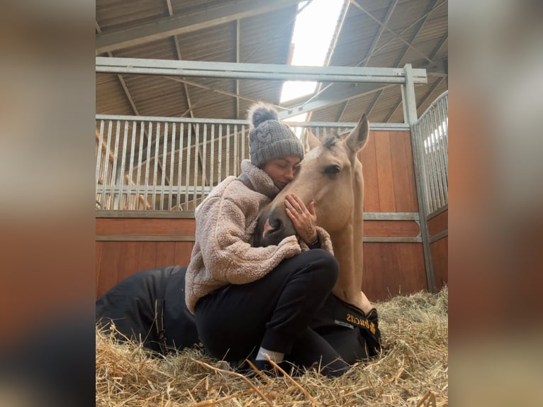 Cruzado Castrone 5 Anni 165 cm Falbo in Roeser