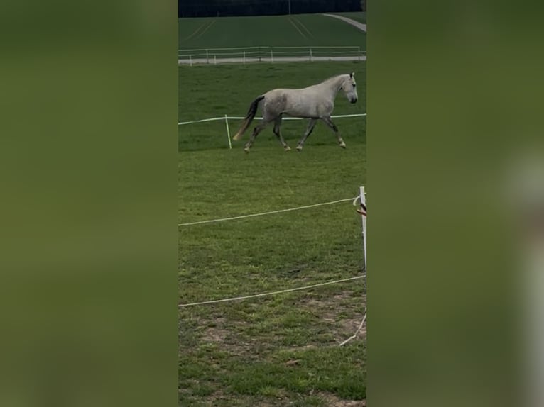 Cruzado Castrone 5 Anni 165 cm Grigio in Hemau