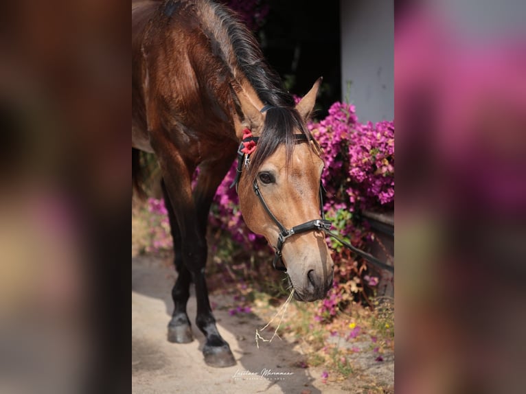 Cruzado Castrone 6 Anni 150 cm Pelle di daino in RIO MAIOR