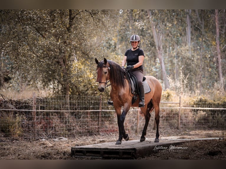 Cruzado Castrone 6 Anni 150 cm Pelle di daino in RIO MAIOR