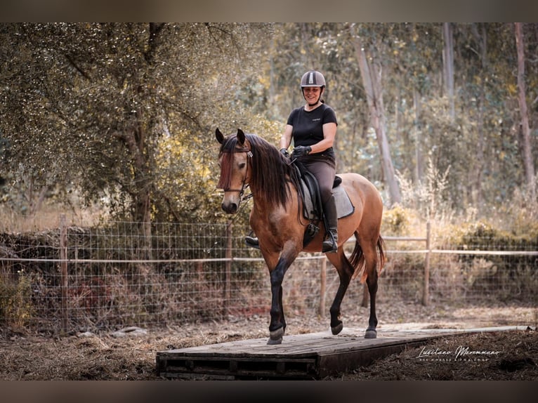 Cruzado Castrone 6 Anni 150 cm Pelle di daino in RIO MAIOR