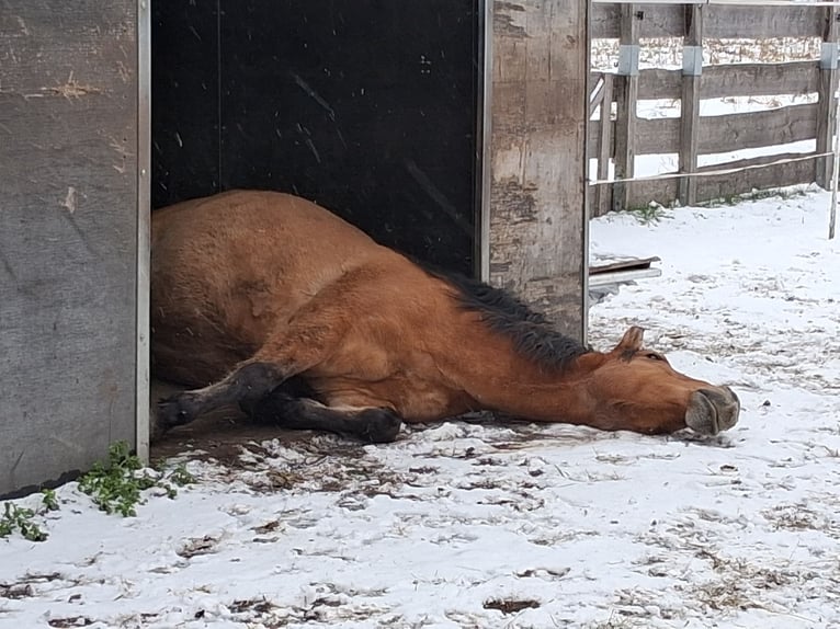 Cruzado Castrone 6 Anni 156 cm Falbo in Neustadt am Rübenberge
