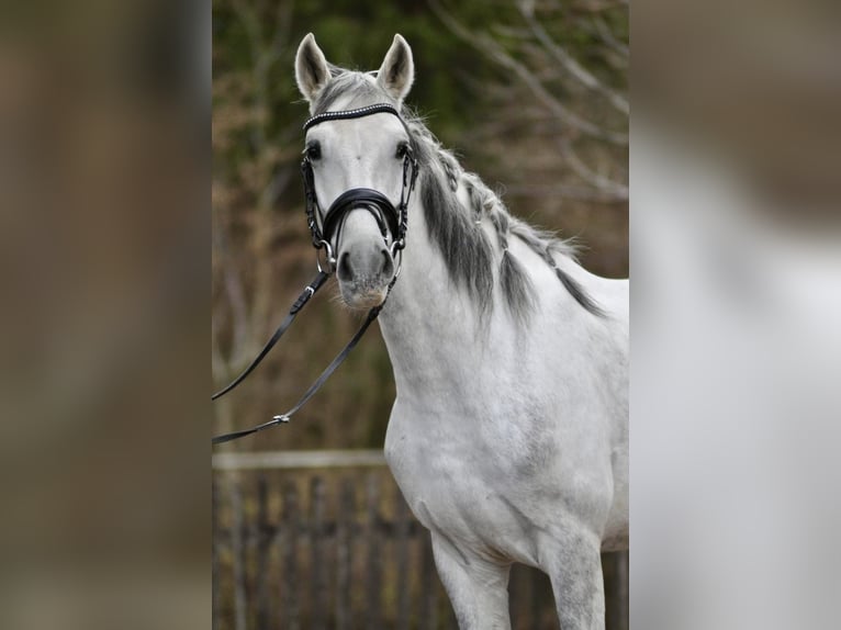 Cruzado Castrone 6 Anni 160 cm Grigio in München