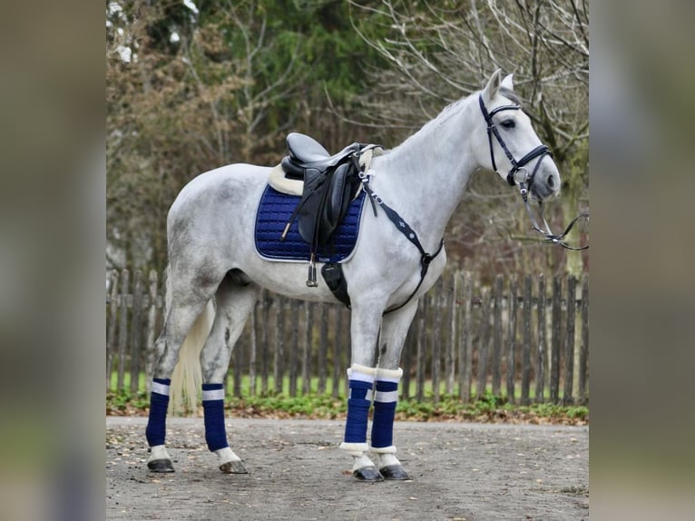 Cruzado Castrone 6 Anni 160 cm Grigio in München