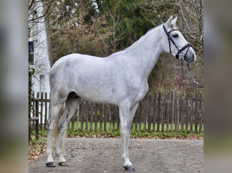 Cruzado Castrone 6 Anni 160 cm Grigio in München