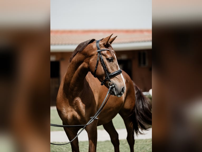 Cruzado Castrone 6 Anni 160 cm Sauro in Tres cantos