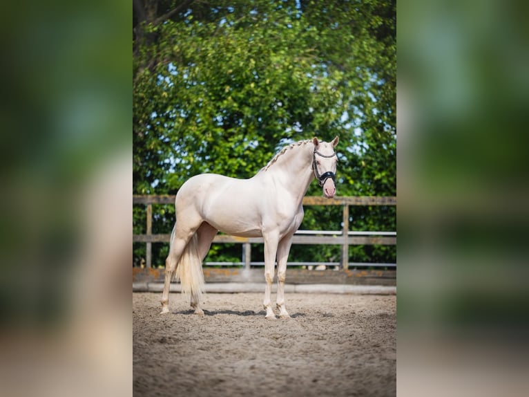 Cruzado Castrone 6 Anni 163 cm Cremello in Poeldijk