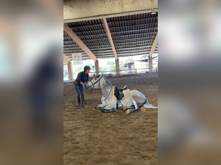 Cruzado Castrone 6 Anni Grigio in Cisliano