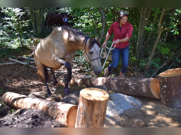 Cruzado Mix Castrone 7 Anni 155 cm Falbo in Offenberg