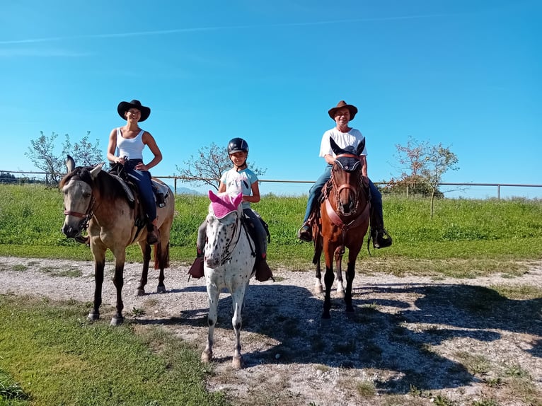 Cruzado Mix Castrone 7 Anni 155 cm Falbo in Offenberg
