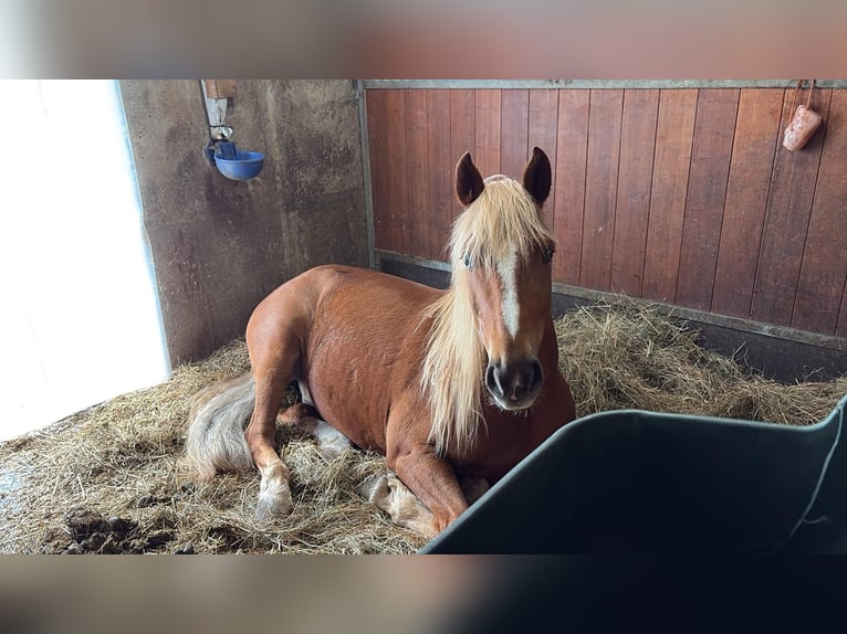 Cruzado Castrone 7 Anni 155 cm Sauro in Wiesendangen