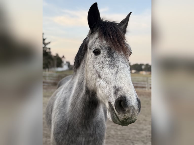 Cruzado Castrone 7 Anni 156 cm Grigio pezzato in Brandis