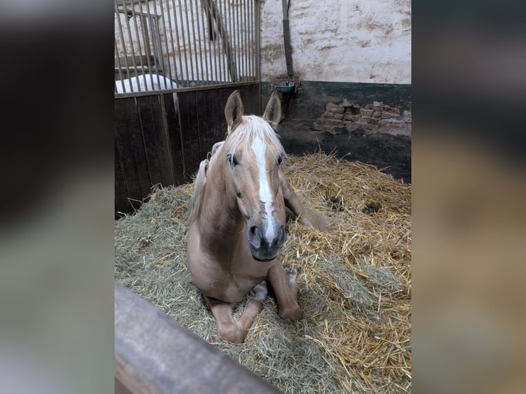 Cruzado Castrone 7 Anni 158 cm Palomino in Rommerskirchen