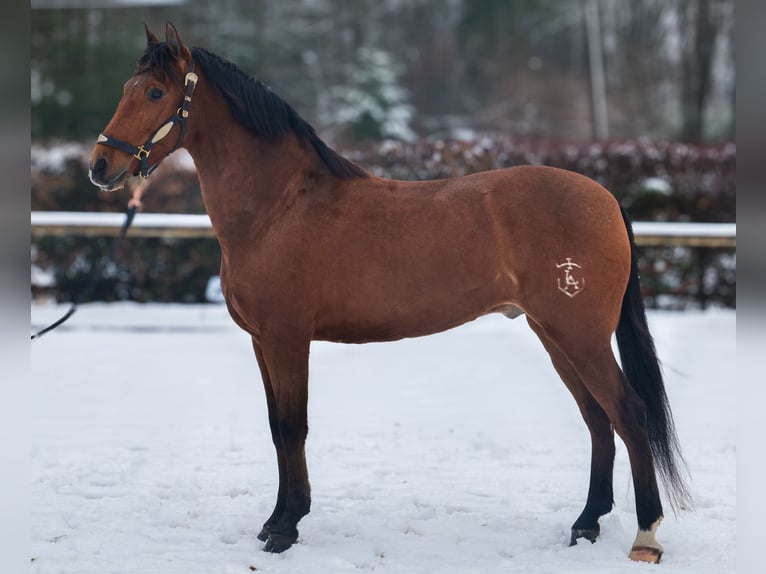 Cruzado Castrone 7 Anni 160 cm Baio in Neustadt (Wied)