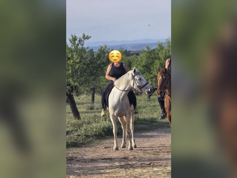 Cruzado Castrone 7 Anni 160 cm Grigio in Zarra