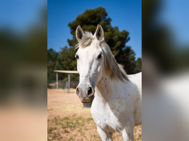 Cruzado Castrone 7 Anni 160 cm Grigio in Zarra