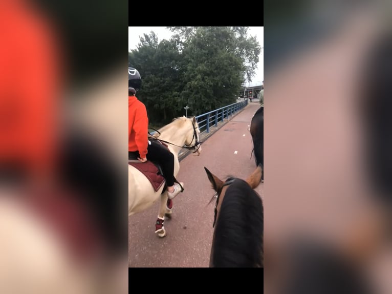 Cruzado Castrone 7 Anni 160 cm Perlino in Rotterdam