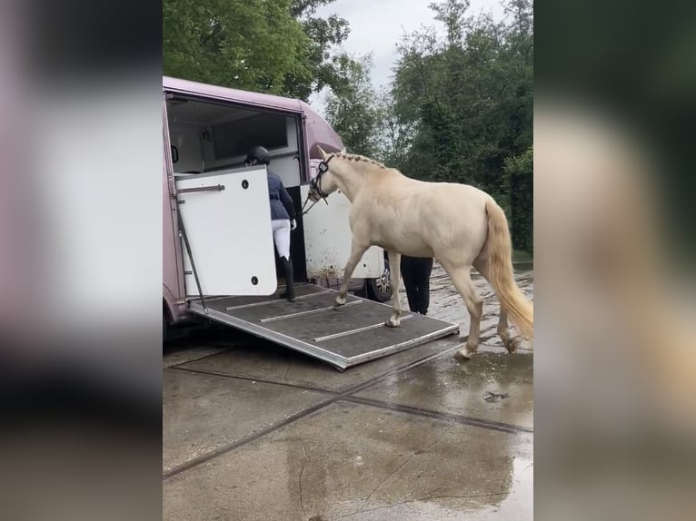 Cruzado Castrone 7 Anni 160 cm Perlino in Rotterdam