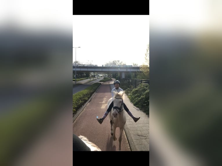 Cruzado Castrone 7 Anni 160 cm Perlino in Rotterdam