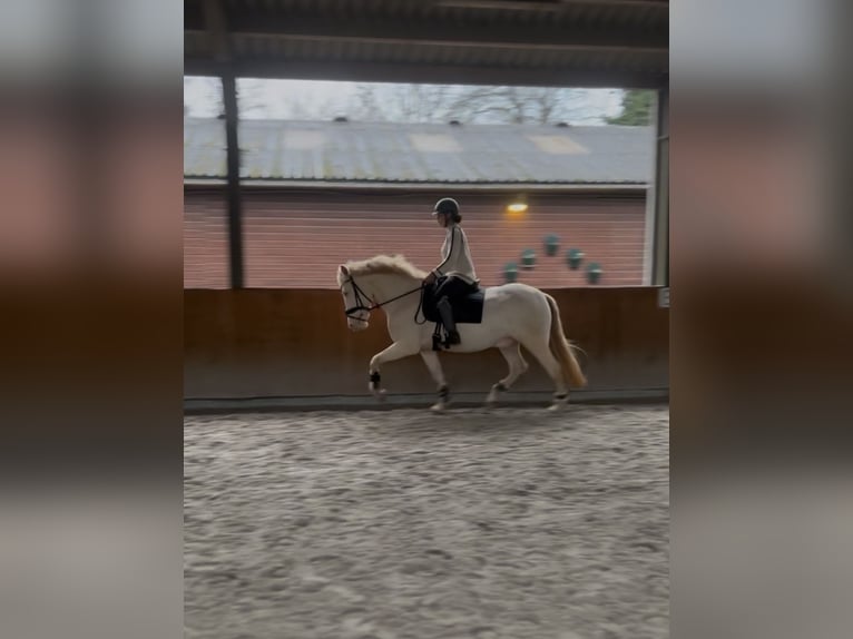 Cruzado Castrone 7 Anni 160 cm Perlino in Rotterdam