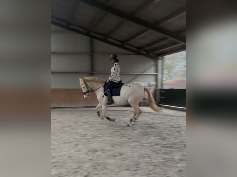 Cruzado Castrone 7 Anni 160 cm Perlino in Rotterdam