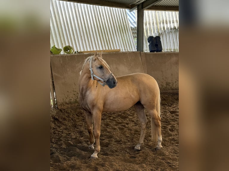 Cruzado Mix Castrone 7 Anni 162 cm Palomino in Rommerskirchen