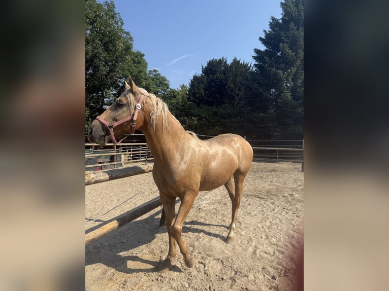 Cruzado Mix Castrone 7 Anni 162 cm Palomino in Rommerskirchen