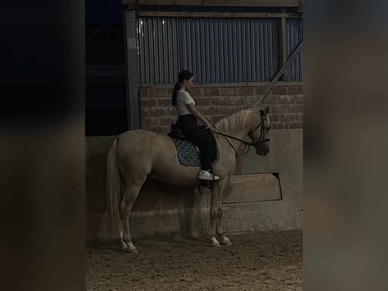 Cruzado Mix Castrone 7 Anni 162 cm Palomino in Rommerskirchen